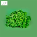 Rupture salade bio