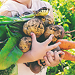 Le projet alimentaire de territoire, la qualité alimentaire pour toutes et tous